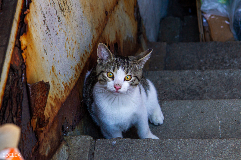 Cat in Chinatown