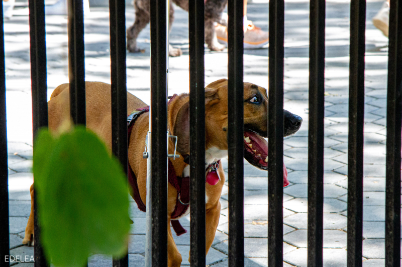 Dog Park