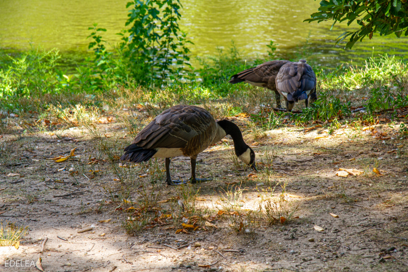 Central Park