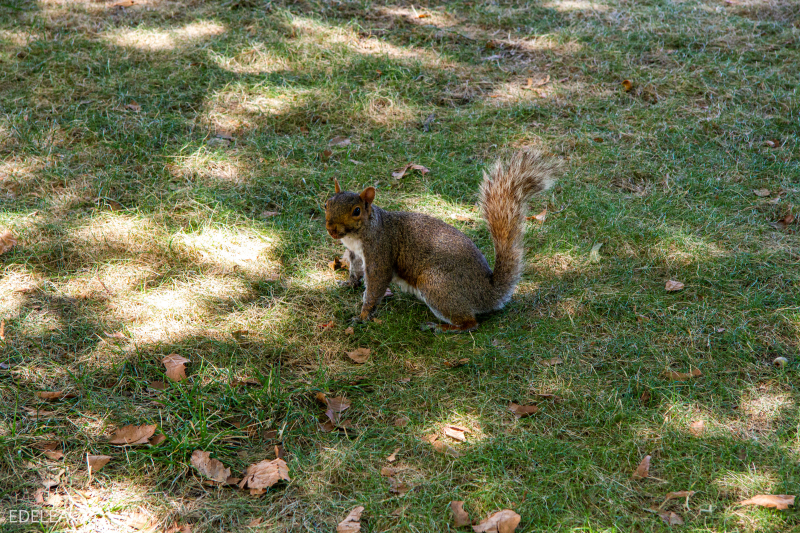 Squirrel @ Flushing Meadows