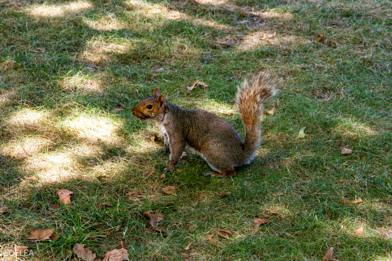 Squirrel @ Flushing Meadows
